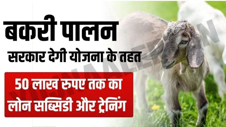 Bakri Palan Loan Yojana : बकरी पालन योजना के तहत मिल रहा 50 लाख रुपए तक का लोन, जानें कैसे करें आवेदन