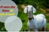 बकरी पालन लोन पर सरकार दे रही है 50% की सब्सिडी,यहां से देखें:UP Bakri Palan Yojana 2024