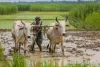 10 million ranchers currently have computerized IDs connected to land records