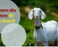 बकरी पालन लोन पर सरकार दे रही है 50% की सब्सिडी,यहां से देखें:UP Bakri Palan Yojana 2024