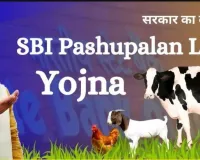 SBI Pashupalan Loan Kaise Le : एसबीआई पशुपालन लोन कितना मिलता है ब्याज दर और डाक्यूमेंट्स 