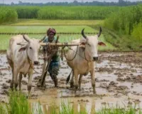 10 million ranchers currently have computerized IDs connected to land records