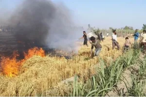 Haryana Farmers: ओले या बारिश ही नहीं आग भी बरसा रही किसानों पर आफत, 16 एकड़ में फैली गेहूं की फसल खाक