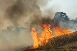 संदिग्ध परिस्थितियों में गेहूं की फसल में लगी आग दो बीघा गेहूं जलकर खाक