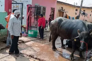 Bhilai News: गंदगी फैला रहे भैंस खटालों पर कार्रवाई,