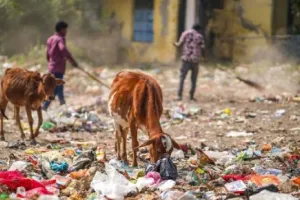 खाद्यान्न और भोजन की बर्बादी भी बढ़ा रही है पर्यावरण प्रदूषण