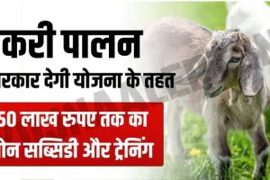 Bakri Palan Loan Yojana : बकरी पालन योजना के तहत मिल रहा 50 लाख रुपए तक का लोन, जानें कैसे करें आवेदन