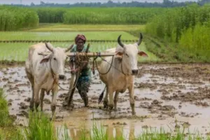 10 million ranchers currently have computerized IDs connected to land records