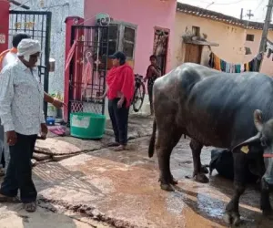 Bhilai News: गंदगी फैला रहे भैंस खटालों पर कार्रवाई,