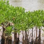Meet Alex Webster, the Florida teenager who is giving away mangroves as ‘pets’ to people to protect disappearing coastal forests | World News