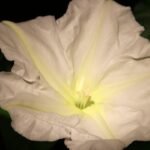 As the sun goes down, ‘Moon garden’ begins to glow against the dark: 5 most beautiful white flowers to grow in your garden