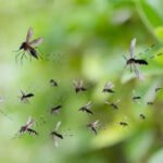 5 natural ways to keep mosquitoes away from your home