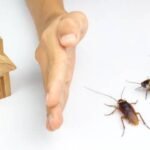 5 natural ways to keep cockroaches away from your home