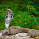 Cobra Snake Encounter Tips: What to do if you encounter a Cobra snake: Simple and mindful tips to stay safe and avoid contact