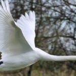 In 1962, five pet mute swans escaped in Maryland; within four decades their descendants neared 4,000 and were eating 10.5 million pounds of Chesapeake Bay grasses a year