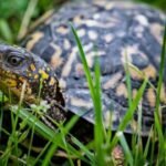 A 1,256-megawatt nuclear reactor on Lake Erie accidentally became a wildlife sanctuary, now spotted turtles nest inside its buffer zone