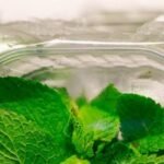 How To Store Mint Leaves: How to store mint leaves and keep them fresh for longer