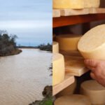In 1982, a California cheese maker donated thousands of acres from his dairy ranch; 44 years later crews removed his old cattle levees and reconnected the San Joaquin River to 220 acres of floodplain