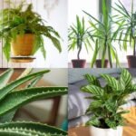 When outdoor plants struggle, these 5 houseplants keep your home green and lush
