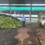 Artificially Ripened Bananas: 10,890 kg of chemically ripened bananas seized in Karnataka: 4 signs your banana may have been artificially ripened