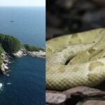 Ilha Da Queimada Grande: After the last ice age, the Ilha da Queimada Grande island was separated from the Brazilian mainland; today, it is the only home to the highly venomous Golden lancehead snakes in the world