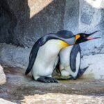 Meet the world’s highest-ranking penguin Sir Nils Olav III, set to become a father after partner lays egg; Edinburgh Zoo welcomes first king penguin egg in 17 years