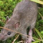 Alaska eradicated rats from a 6,869-acre Aleutian island more than two centuries after they arrived in a shipwreck; within two years some native bird populations had increased 200% or more and missing seabirds began returning