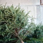 In 2021, Alabama students began placing discarded Christmas trees along Gulf Coast dunes to trap sand; each year about 200 students now add roughly 3,000 native plants around them