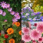 5 Plants to grow now for beautiful blooms through fall