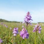 Rare Orchid Habitat: Since 2005, a Norfolk field was left untouched for over a decade without sowing a single seed; today it has turned into an overflowing rare orchid wonderland; scientists reveal magical land-healing traits
