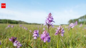 Rare Orchid Habitat: Since 2005, a Norfolk field was left untouched for over a decade without sowing a single seed; today it has turned into an overflowing rare orchid wonderland; scientists reveal magical land-healing traits