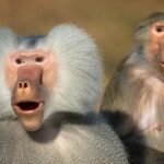 Hamadryas Baboon: 3000 years ago, ancient Egyptians prayed to the Hamadryas baboon as the God of the Moon; today it is notorious across Africa for raiding agricultural farms