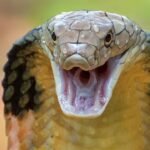 King Cobra: King Cobra’s terrifying image hides a surprisingly tender secret: The most venomous, longest snake in the world builds a waterproof fortress-like nest like an architect