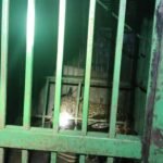 Six-year-old male leopard captured safely in Katarniaghat | Lucknow News