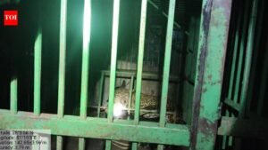 Six-year-old male leopard captured safely in Katarniaghat | Lucknow News