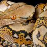 Reticulated Python: Meet the world’s longest snake, a silent killer that doesn’t even need venom to kill, is capable of virgin birth, and has taken human beings to meals