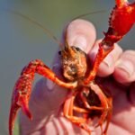 In the 1970s, Britain imported North American signal crayfish for farms; they escaped, bred in huge numbers and now infest rivers across England, Wales and Scotland, carrying a plague deadly to native crayfish