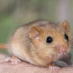 In 1902, edible dormice were released at an English estate; by 2018 Britain had an estimated 23,000, and the government now pays £40 per hectare a year to control damage to trees, crops and nesting birds
