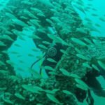 In 2018, Florida opened America’s first permanent underwater sculpture garden 58 feet below the Gulf; it has grown into a living reef where more than 100 species have been documented