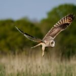 Humans stepped back from this UK dairy farm in 2023; three years later, wildlife returns as 27 more bird species appear and butterfly numbers more than double | World News