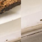 Shocker! Cockroach spotted inside Delhi’s Big Chill Cakery dessert display, sparks online outrage