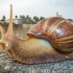 Invasive Species India: In the 1840s, this African snail reached India decades ago and now appears in gardens and farms across the country