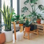 Diy Entryway Decor Ideas: 5 budget-friendly DIY entryway decor ideas using just plants and decorative pots that instantly upgrade the home