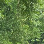 Claim sinks as officials clarify Bahraich elephant herd rescue video has no Nepal link | Lucknow News