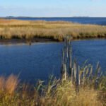 In 1954, aviation pioneer Glenn L. Martin donated over 2,500 acres of his Chesapeake Bay hunting preserve; today the refuge spans 4,548 acres and protects migratory birds