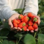 In 2024, a 192,560 sq ft industrial project won approval on 22 acres beside New Jersey’s Monmouth battlefield; two years later the state paid $15 million to preserve the former strawberry farm as part of the park