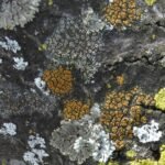 Scientists discover nine lichen species that help monitor environment | Lucknow News