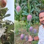 Apples in 44°C heat? This engineer quit his corporate job to grow them in Maharashtra