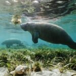 Rare manatees are turning up along the Texas coast this summer; some are lingering in busy marinas for freshwater, prompting warnings to boaters