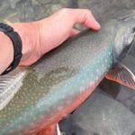Alaska used rotenone to eliminate invasive pike from an entire lake; the pike vanished, and 6,836 Arctic char were later stocked to rebuild the native fishery